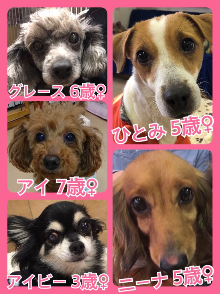 🐾今日の里親様募集中ワンコ🐶メンバーです🐾2019,2,17